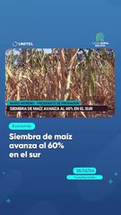 Siembra de maíz avanza al 60% en el sur