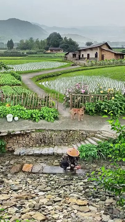 Sawah