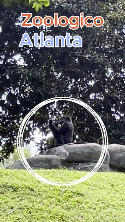 Los Monos del Zoologico Atlanta