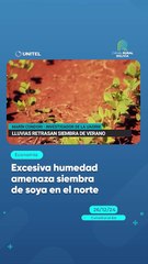 Excesiva humedad amenaza siembra de soya en el norte