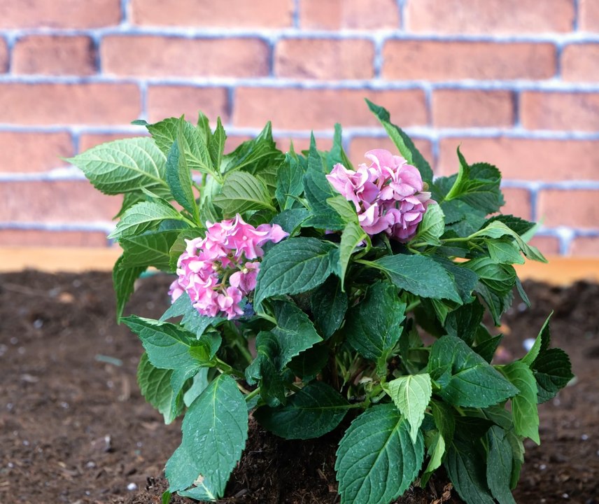 Comment faire fructifier votre jardin : Les meilleurs conseils pour les débutants !