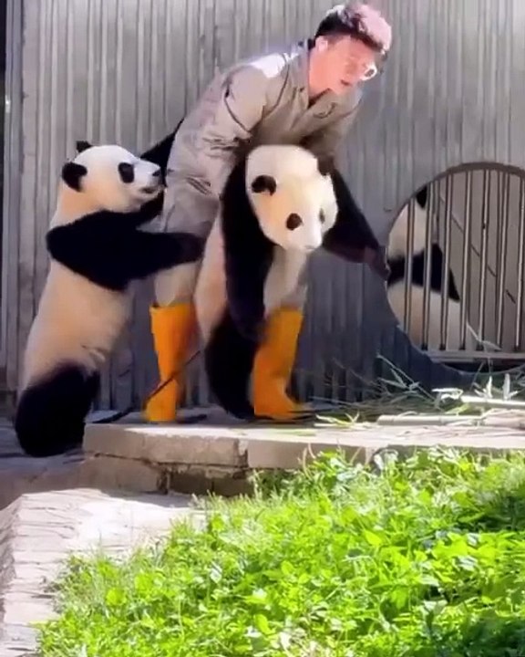 🐾🐱 Welcome to the purr-fect world of cats! In this adorable video, we div