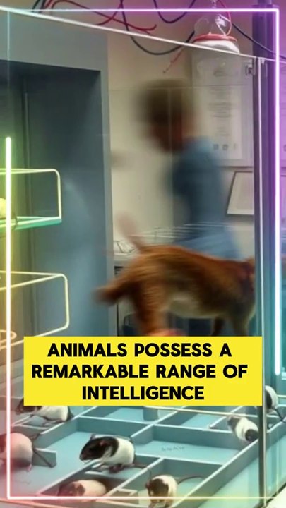 Mind-Blowing Animal Intelligence Revealed!