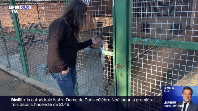 Avec Noël, les refuges craignent des adoptions compulsives d'animaux de compagnie et de nouveaux abandons