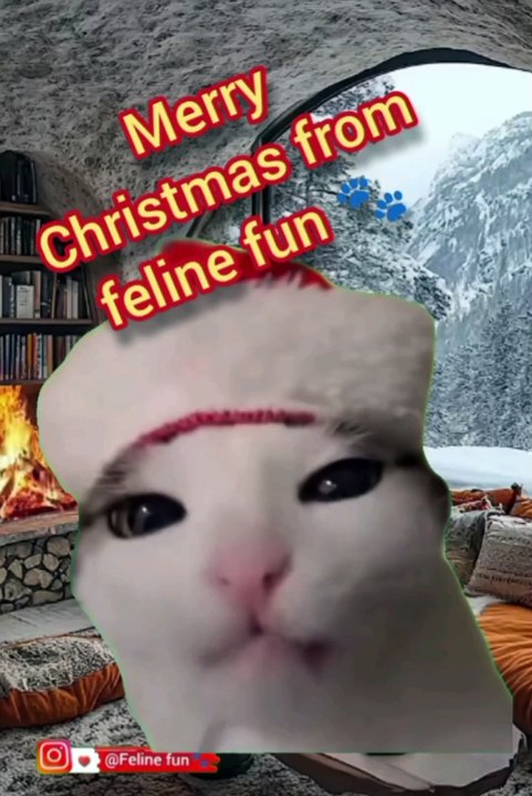 Funny cat videos 😂