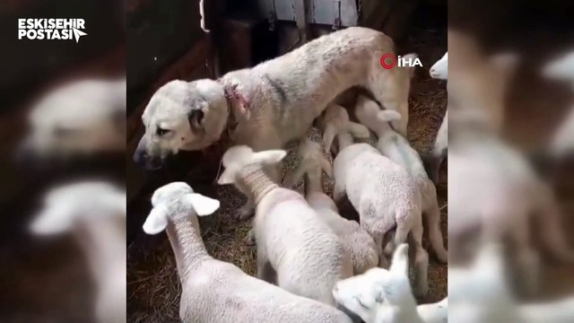 Eskişehir'de şaşırtan görüntü: Kuzular çoban köpeğinin sütüyle besleniyor