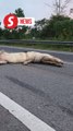 Crocodile struck on Brunei highway goes viral