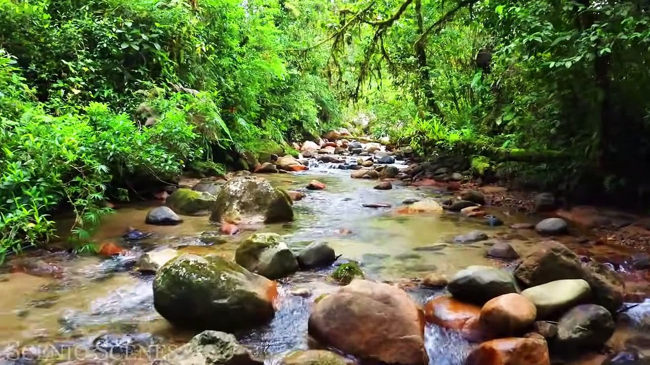 Forest In 4K - The Healing Power Of Nature Sounds ｜ Forest Sounds ｜ Scenic Relaxation Film