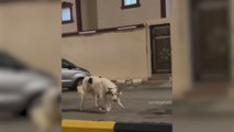 La llamativa relación entre un perro y un gato: 