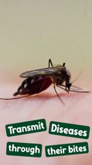 No more bugs! Make this easy and cheap natural repellent!