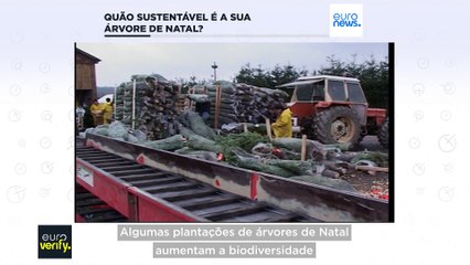 Árvore de Natal verdadeira ou artificial: qual é a melhor para o ambiente?