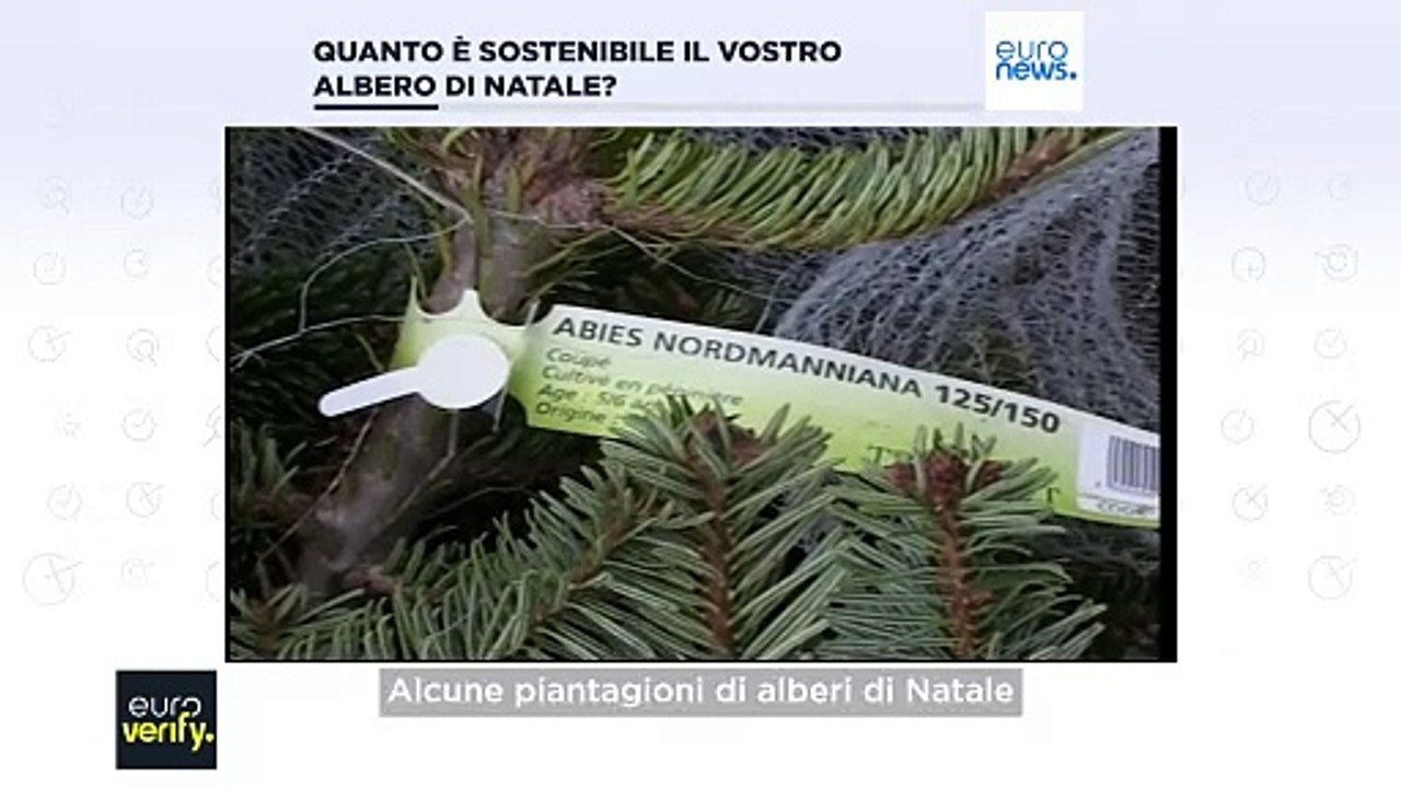 Fact check: per l'ambiente è meglio un albero di Natale vero o artificiale?
