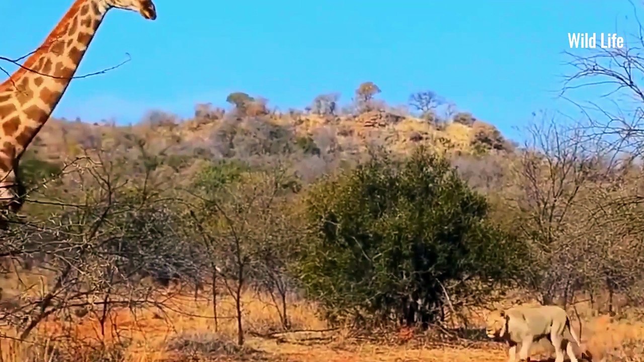 The Lion King's Dilemma: Wildlife Struggles in the Animal Kingdom!