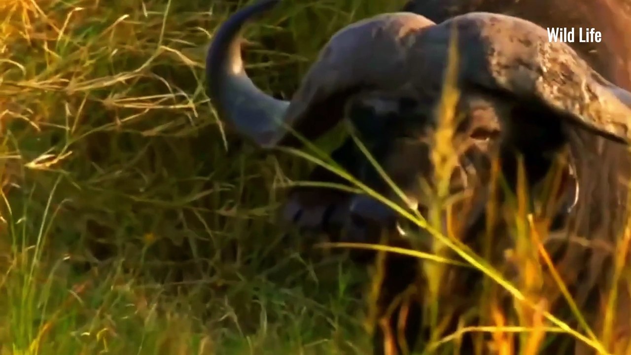 When the Lion Fails! A Wildlife Tale of Survival