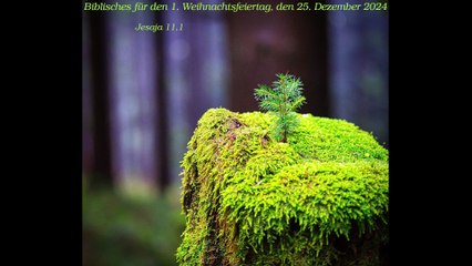 Biblisches für den 1. Weihnachtsfeiertag, den 25. Dezember 2024 zu Jesaja 11,1