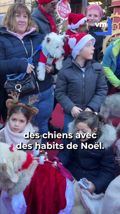 Pour la deuxième année, la ville de La Garde a organisé mardi matin un défilé de chiens déguisés