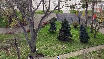 Capoeira yapan kız çocuğu çevredekileri şaşırttı