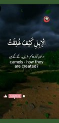 #Explore #viralreel #onlinequran #love #about Nature #viqarishaq#shorts # viqarishaq