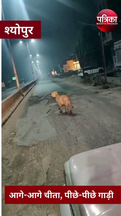 शहर की रोड पर आगे आगे चीता दौड़ा, पीछे पीछे गाड़ी, देखें वीडियो