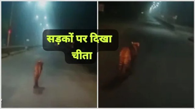 3 दिन बाद चीता वायु ने बदला ठिकाना: श्योपुर शहर में घुसा, शिकार किया और कूनो के बफर जोन में पहुंचा