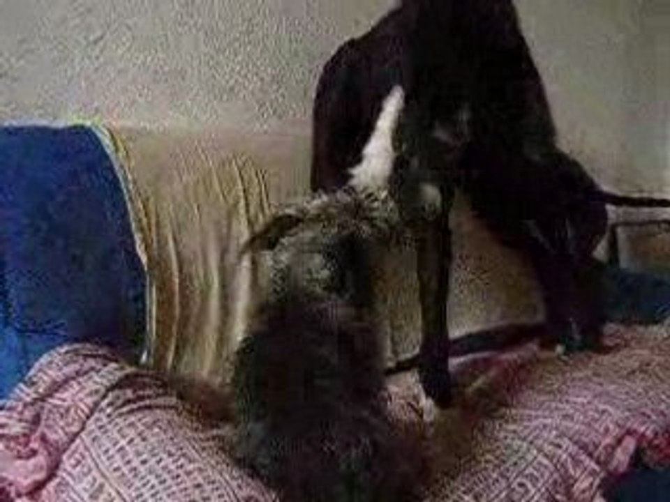 Cassisu et Cachou2