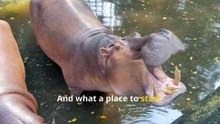 Incredible Hippo Facts, Discover the Mighty River Horse!