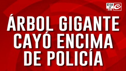 Quiso enderezar un árbol de Navidad gigante y mirá cómo terminó