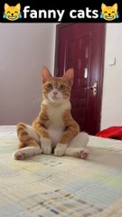 what are you doing😹funny pets