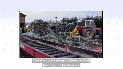 Euroverify : naturel ou artificiel, quel sapin est meilleur pour l'environnement ?