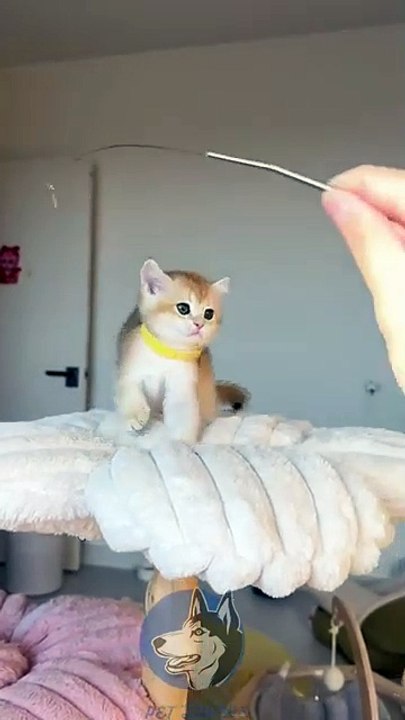 cat vedios1