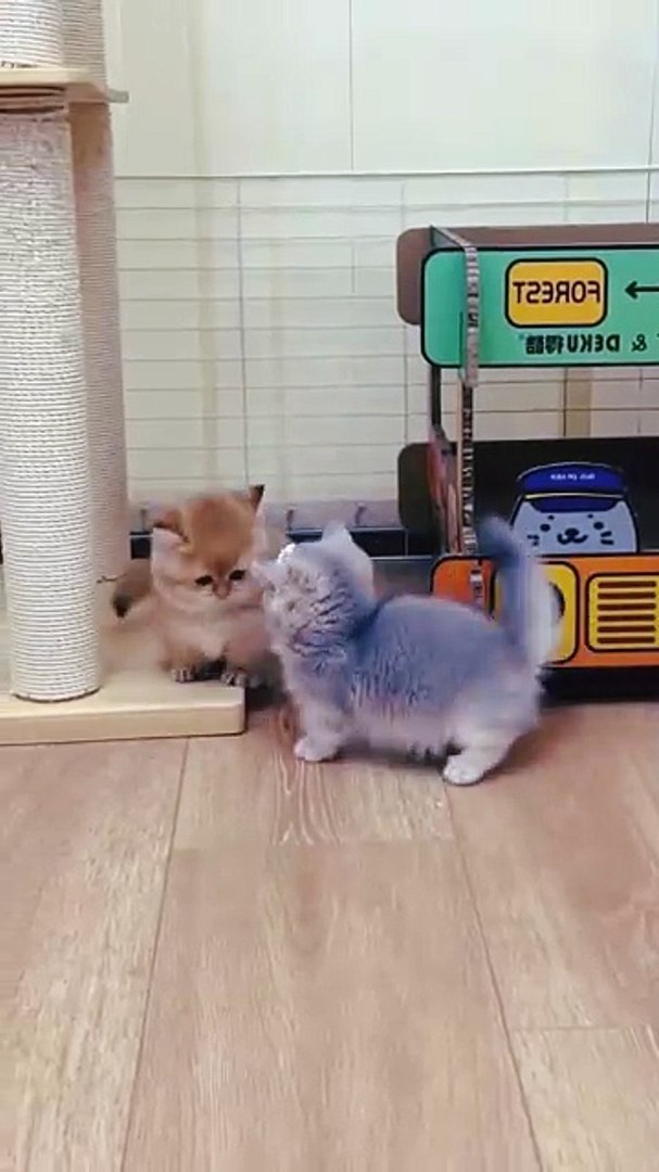 ⁣Cat fight😻😺#funnypet #funnycat #cats #funny #cat