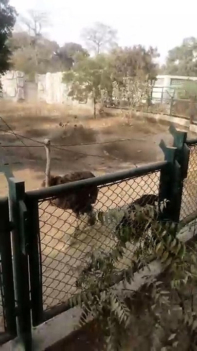 At zoo