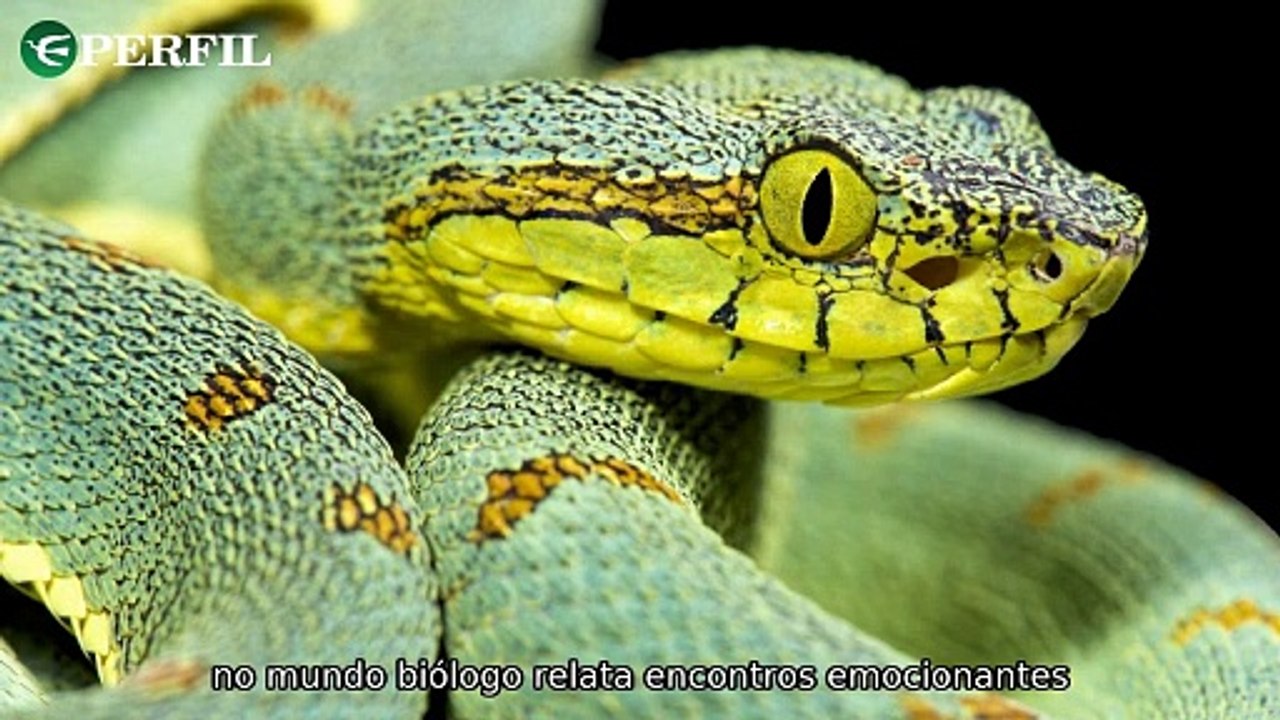 "Desafios na Ilha das Serpentes: Toyota inova enquanto cientistas alertam para erupção vulcânica global iminente"