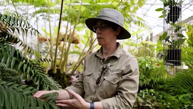 Botanical Gardens Volunteers squish insects to save precious plants