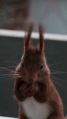 5 secrets sur les écureuils 😳😱