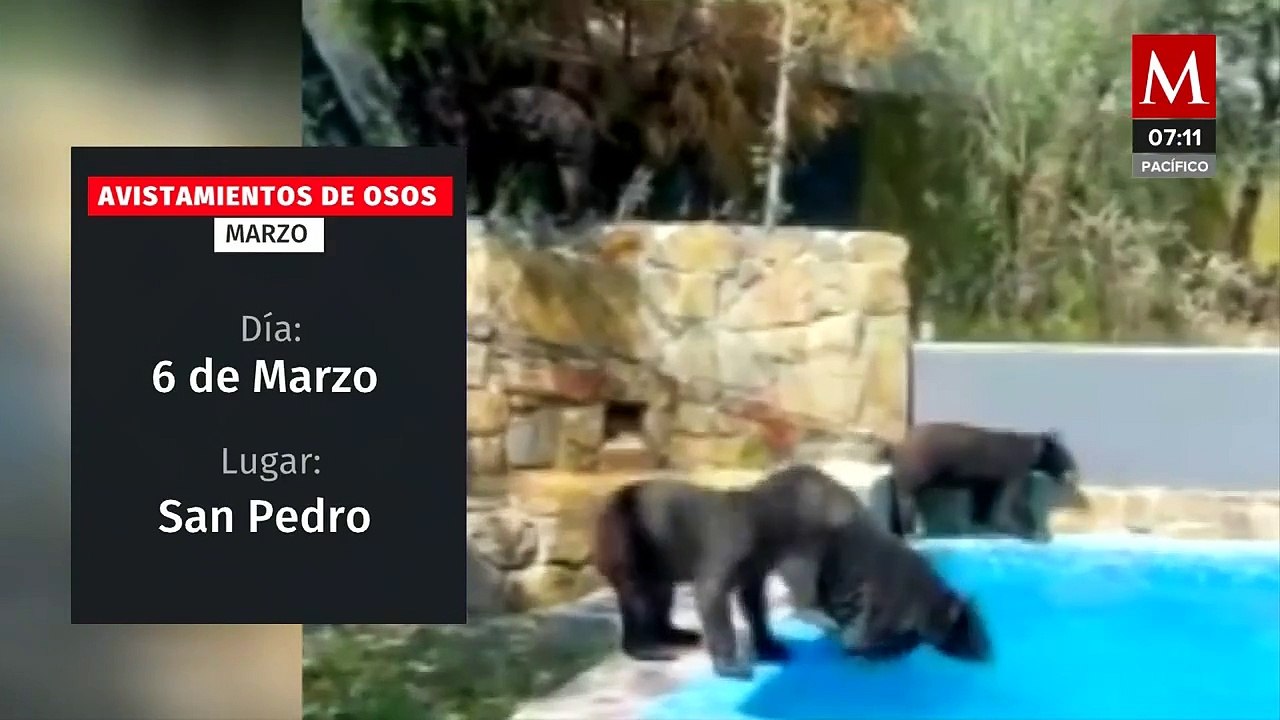 Se incrementan avistamientos de osos en zonas urbanas de  Monterrey