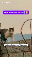 How Beautiful She is 😘 | Cat Lovers 😍 .