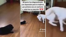 Los dueños de este Golden Retriever deprimido se ganan el cielo con la sorpresa que le hace estallar de alegría