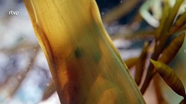 Documental Mares en movimiento- Las maravillas del Mar del Norte