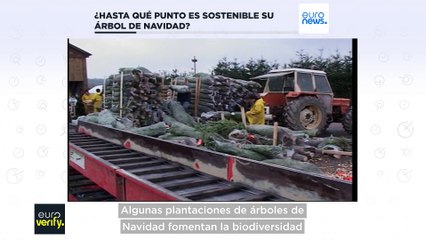 Euroverify: ¿Es mejor para el medio ambiente un árbol de Navidad natural o artificial?