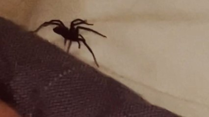Boyfriend decides against waking sleeping partner as spider passes over her head