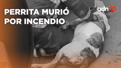 Incendio en Nochebuena en la Colonia Juárez, una perrita murió y una mujer está herida