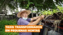 Táxis transformados em pequenas hortas