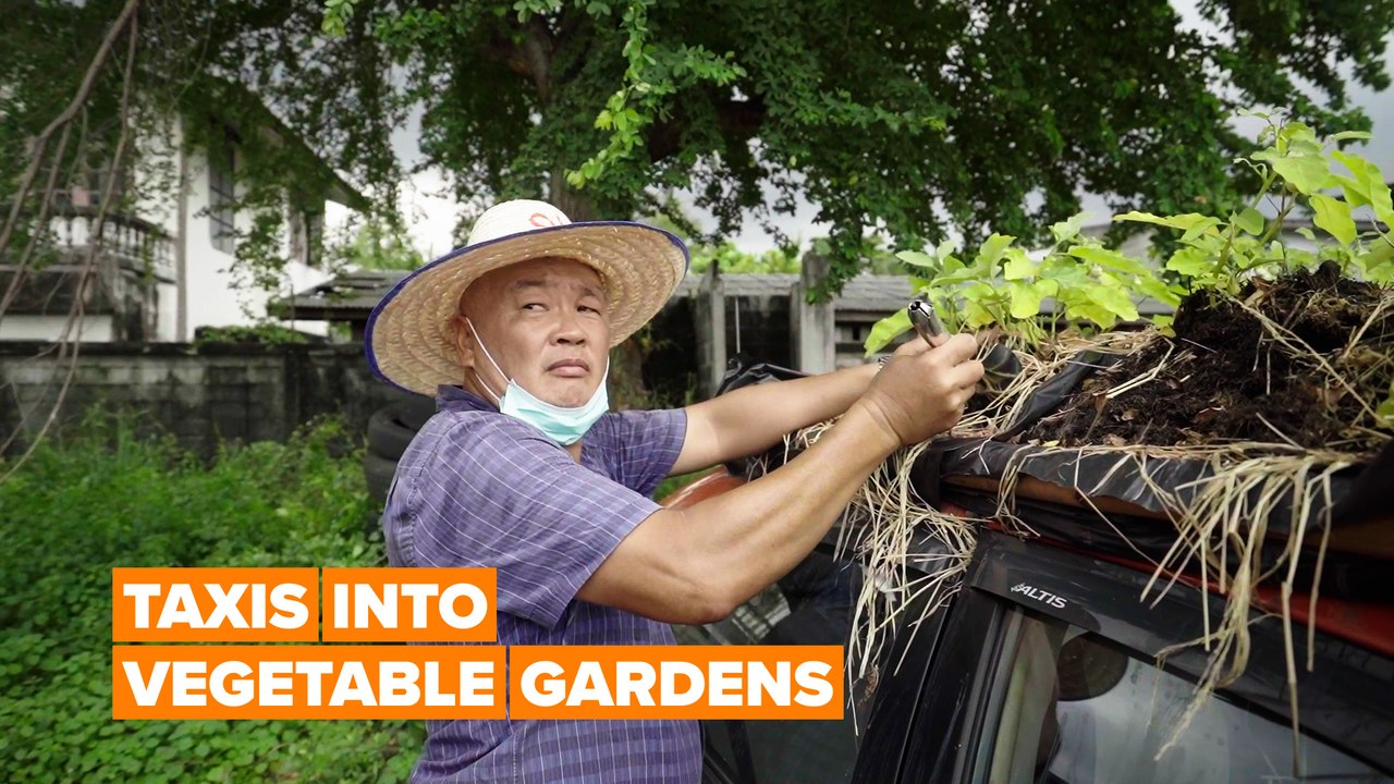Taxis-turned-vegetable gardens in Thailand