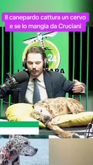 il cane pardo e' affamato