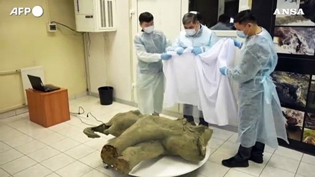 Russia, trovati i resti di un cucciolo di mammut di 50mila anni fa