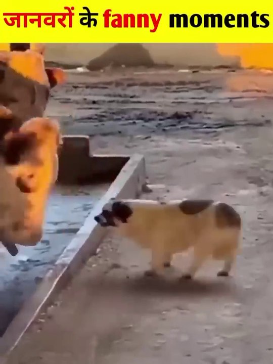 Animals ke funny karname #like#subscribe
