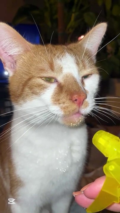 Thirsty but sleepy