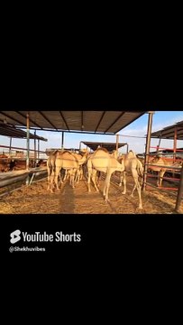 Fresh Camels-fresh Cows meat Market Souq #food#animals #camel #cows #oont #jeddahvlogs #shortsviral
