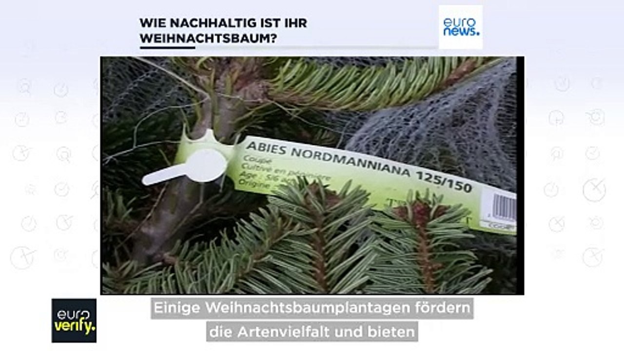 Fakten-Check: Welcher Weihnachtsbaum ist am besten für die Umwelt?